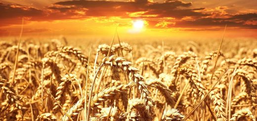 Полета със зърно при залез