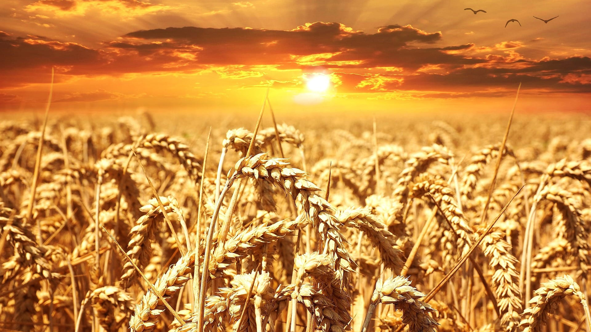 Полета със зърно при залез